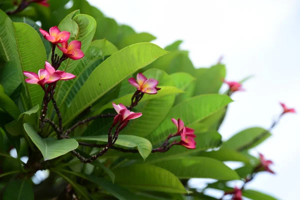 Πολύχρωμα Λουλούδια Plumeria Ανθίζουν Στον Κήπο Κατά Θερινή Περίοδο — Φωτογραφία Αρχείου