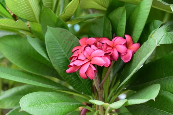 Renkli Plumeria Çiçekleri Yaz Mevsiminde Bahçede Açar — Stok fotoğraf