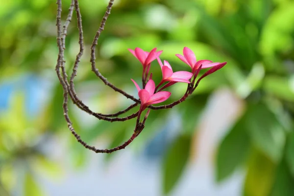 Färgglada Plumeria Blommor Blommar Trädgården Sommaren — Stockfoto