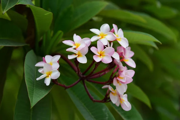 Kolorowe Kwiaty Plumeria Kwitnące Ogrodzie Sezonie Letnim — Zdjęcie stockowe