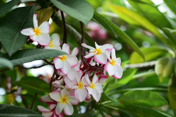 Renkli Plumeria Çiçekleri Yaz Mevsiminde Bahçede Açar — Stok fotoğraf