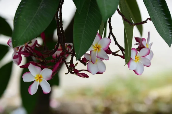 Barevné Květy Plumeria Kvetoucí Zahradě Letní Sezóně — Stock fotografie