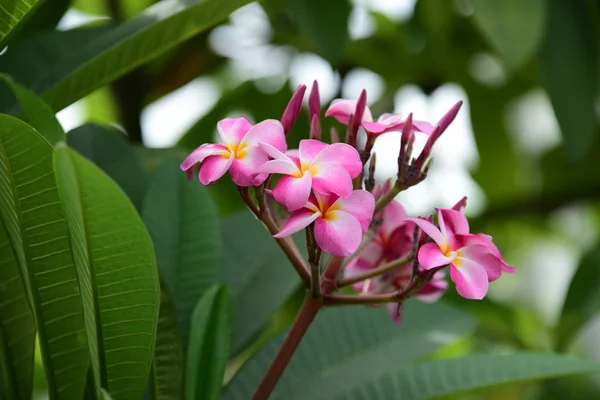 Kolorowe Kwiaty Plumeria Kwitnące Ogrodzie Sezonie Letnim — Zdjęcie stockowe