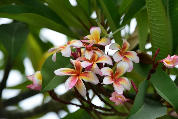 Πολύχρωμα Λουλούδια Plumeria Ανθίζουν Στον Κήπο Κατά Θερινή Περίοδο — Φωτογραφία Αρχείου