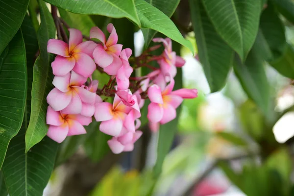 Coloridas Flores Plumeria Floreciendo Jardín Temporada Verano — Foto de Stock