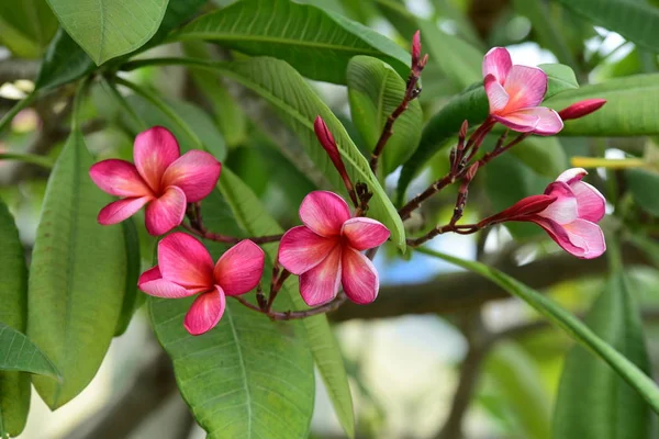 Coloridas Flores Plumeria Floreciendo Jardín Temporada Verano —  Fotos de Stock