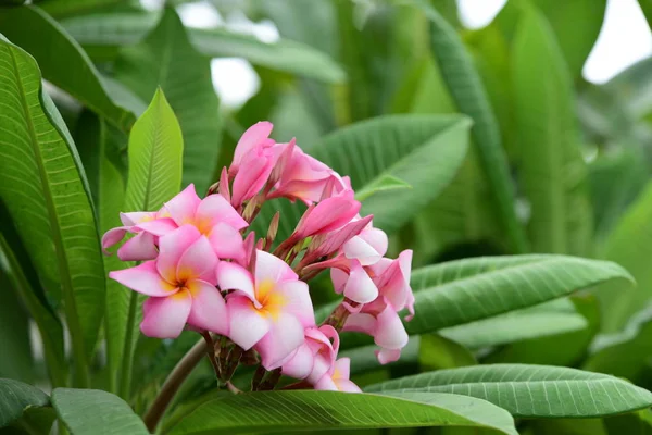 Barevné Květy Plumeria Kvetoucí Zahradě Letní Sezóně — Stock fotografie