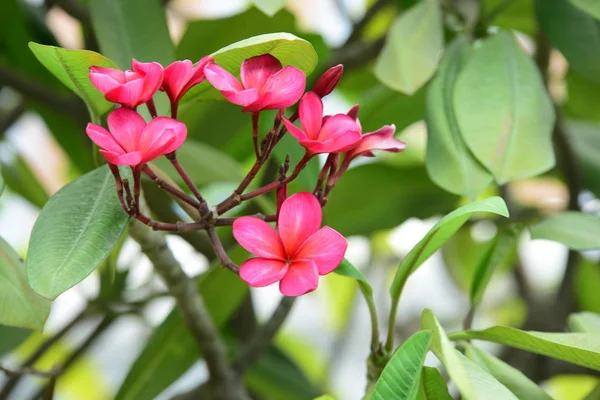 Flores Plumeria Coloridas Florescendo Jardim Temporada Verão — Fotografia de Stock