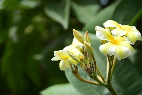 Kolorowe Kwiaty Plumeria Kwitnące Ogrodzie Sezonie Letnim — Zdjęcie stockowe