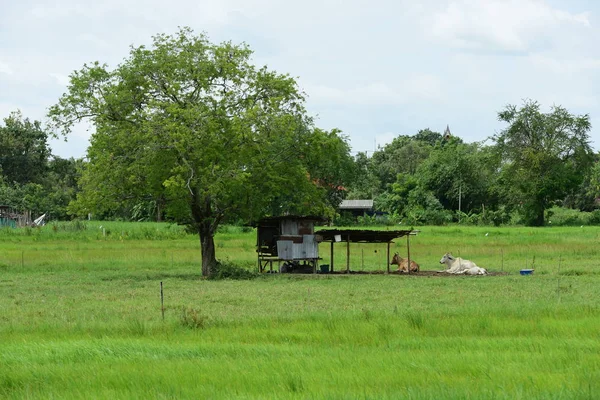 Vista Del Prado Con Vacas Descansando Durante Día — Foto de Stock