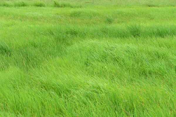 Schönes Grünes Gras Auf Der Wiese Als Hintergrund — Stockfoto