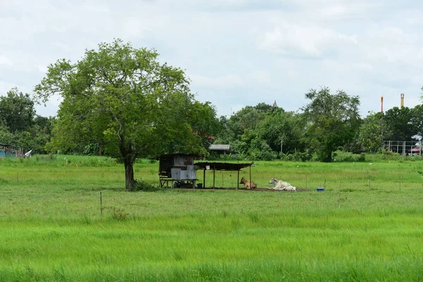 昼間は牛が休んでいる牧草地の眺め — ストック写真