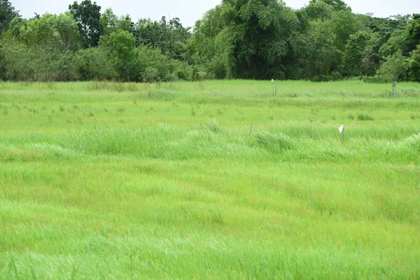 Beautiful Green Grass Meadow Background — Stock Photo, Image