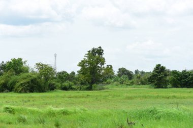 Arka plan olarak çayır üzerindeki güzel yeşil çimenler