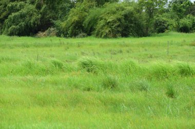 Arka plan olarak çayır üzerindeki güzel yeşil çimenler