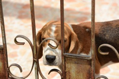 Av köpeği portresi. Yerde oynayan sevimli bir av köpeği.