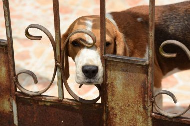 Av köpeği portresi. Yerde oynayan sevimli bir av köpeği.