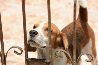 Av köpeği portresi. Yerde oynayan sevimli bir av köpeği.