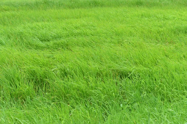 Mooi Groen Gras Weide Als Achtergrond — Stockfoto