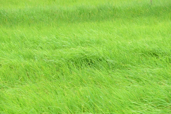 Beautiful Green Grass Meadow Background — Stock Photo, Image