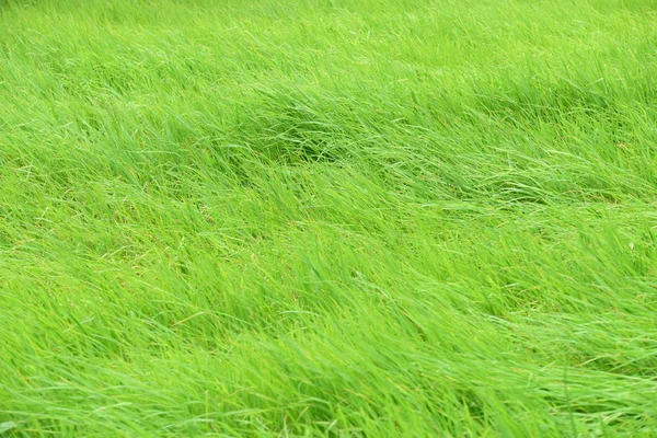 Bela Grama Verde Prado Como Fundo — Fotografia de Stock