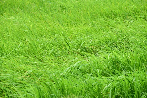 Schönes Grünes Gras Auf Der Wiese Als Hintergrund — Stockfoto