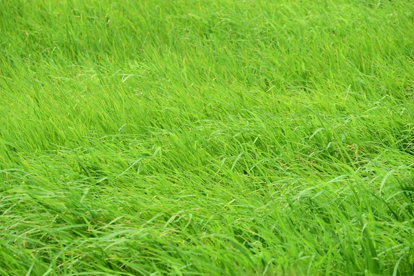 Красива Зелена Трава Лузі Фон — стокове фото