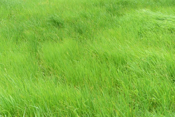 Bella Erba Verde Sul Prato Come Sfondo — Foto Stock