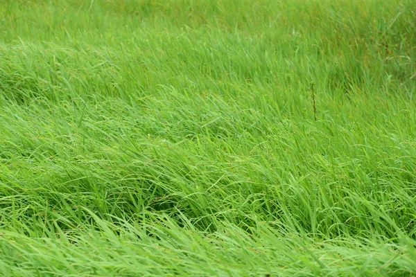 Красива Зелена Трава Лузі Фон — стокове фото