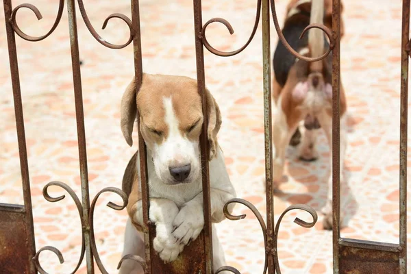 Porträtt Beagle Dog Bedårande Beagle Hund Som Leker Golvet — Stockfoto