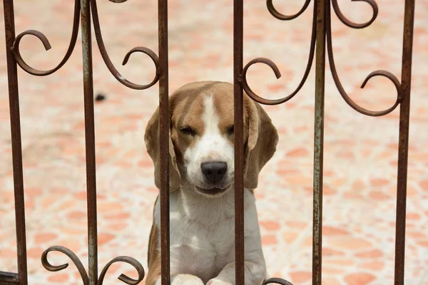 小猎犬的肖像 一只可爱的小猎犬在地板上玩耍 — 图库照片