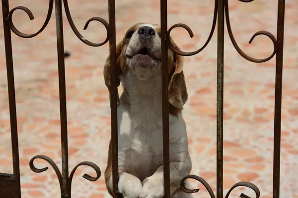 Портрет Охотничьей Собаки Adorable Beagle Dog Playing Floor — стоковое фото