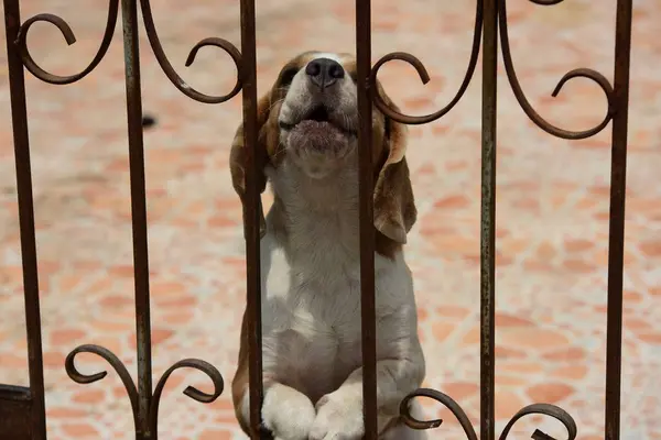 Köpeği Portresi Yerde Oynayan Sevimli Bir Köpeği — Stok fotoğraf