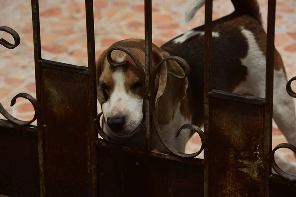 Портрет Охотничьей Собаки Adorable Beagle Dog Playing Floor — стоковое фото
