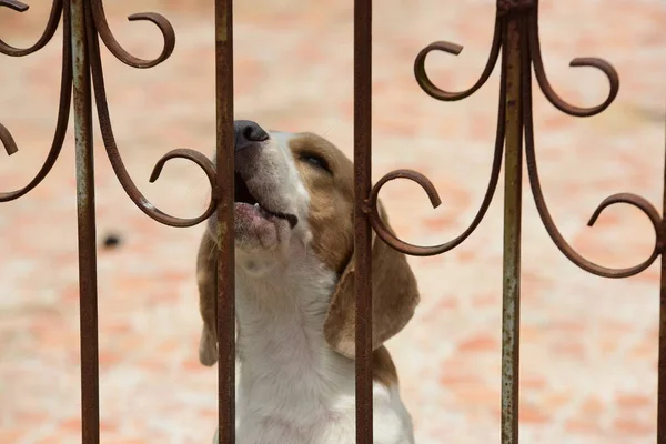 Beagle Dog Portréja Egy Imádnivaló Beagle Dog Játszik Padlón — Stock Fotó