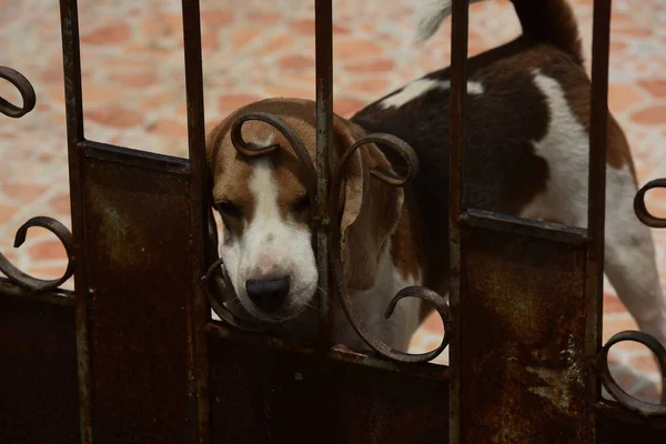 Retrato Perro Beagle Adorable Perro Beagle Jugando Piso — Foto de Stock