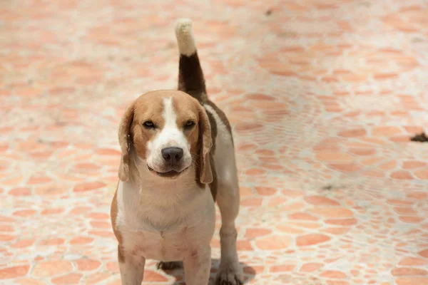 Πορτρέτο Του Σκύλου Ένα Αξιολάτρευτο Σκυλί Beagle Παίζει Στο Πάτωμα — Φωτογραφία Αρχείου