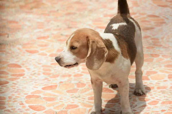 Köpeği Portresi Yerde Oynayan Sevimli Bir Köpeği — Stok fotoğraf