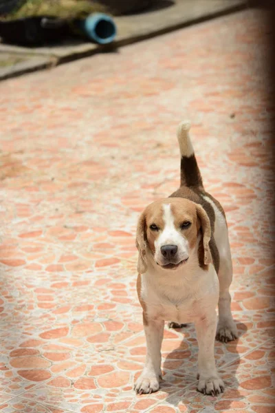 Портрет Охотничьей Собаки Adorable Beagle Dog Playing Floor — стоковое фото