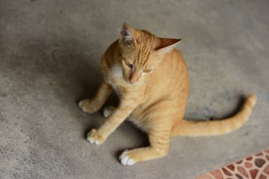 Güzel küçük kedi açık havada