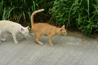 Dışarıda oynayan sevimli kediler.