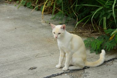 Güzel küçük kedi açık havada