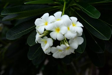 Bahçedeki renkli çiçekler. Tesisat çiçekleri. Bahçedeki güzel çiçekler. Yazın açan.