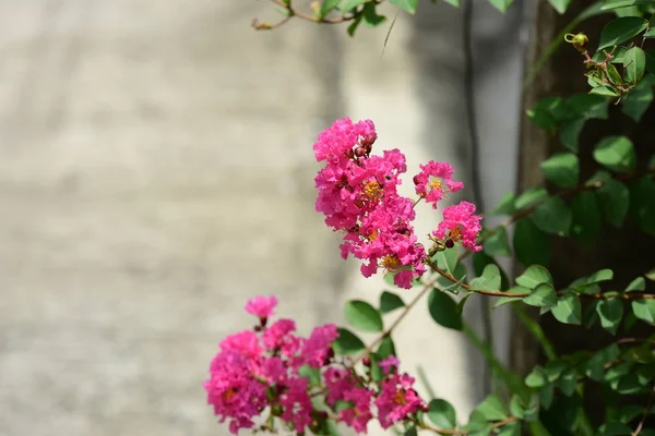 Вид Барвисті Квіти Ростуть Саду — стокове фото
