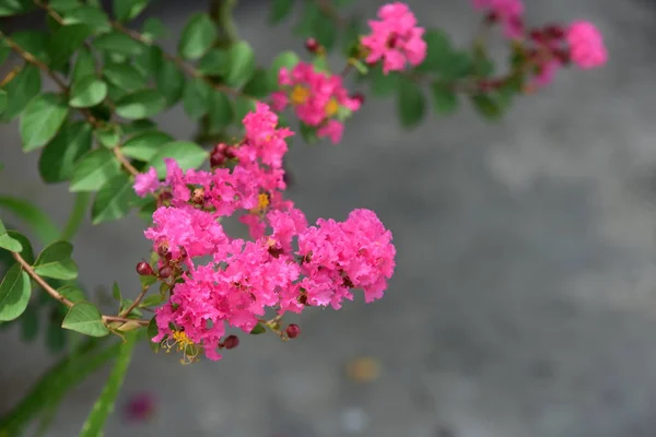 Bahçede Büyüyen Renkli Çiçeklerin Manzarası — Stok fotoğraf