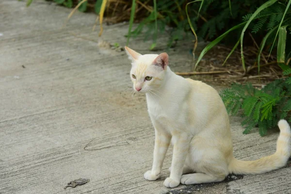 Schöne Kleine Katze Freien — Stockfoto