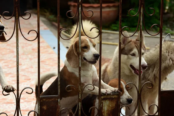 Cute dogs behind the fence outdoors