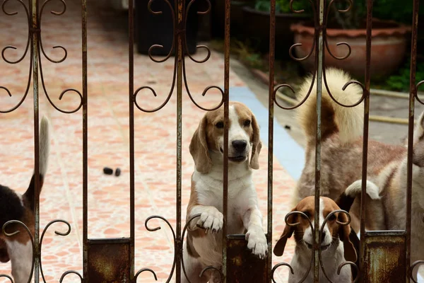 Lindos Perros Detrás Valla Aire Libre —  Fotos de Stock