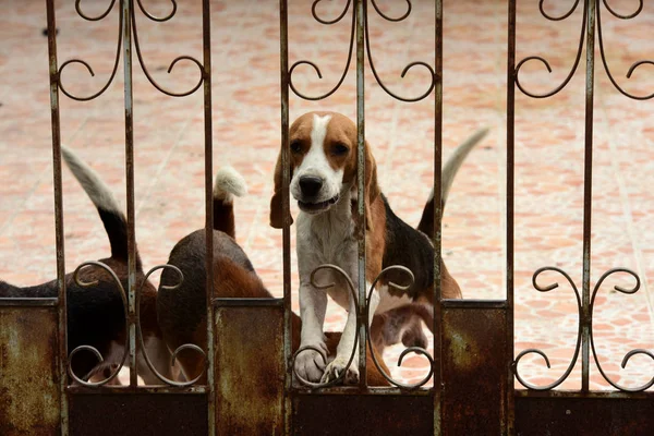 Cute dogs behind the fence outdoors