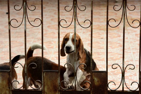 柵の後ろにかわいい犬屋外 — ストック写真